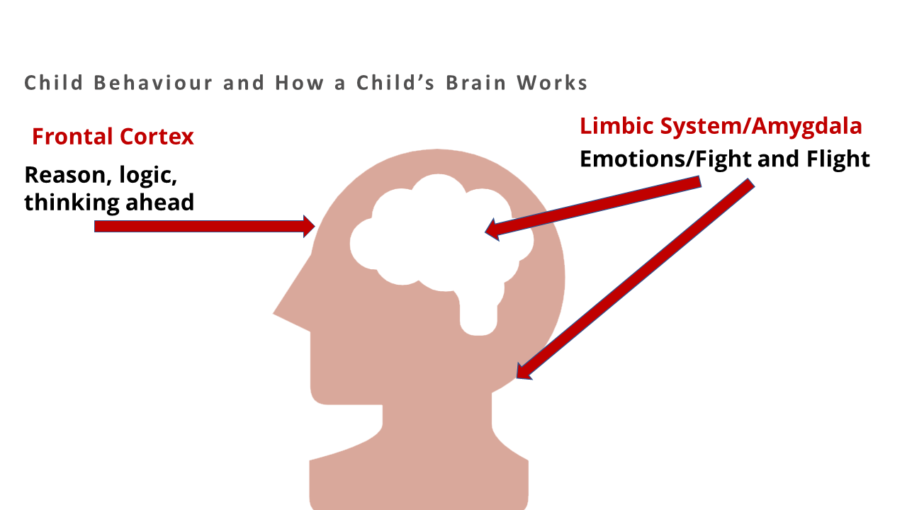 A Child's Brain